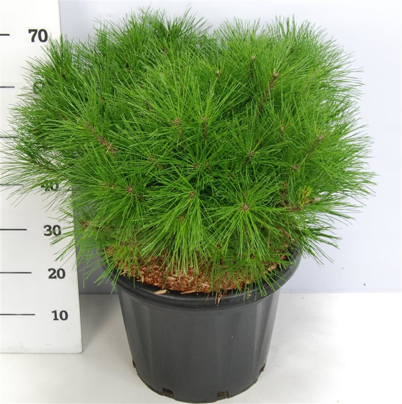 Pinus d. 'Alice Verkade' - C25 60-70 CM